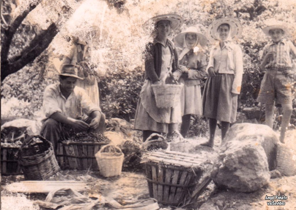 Foto antigua donde se ve a vecinos de El Rincón apañando fruta