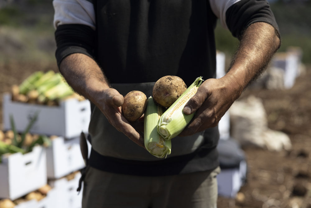 Agricultor muestra en sus manos unas papas y piñas de millo